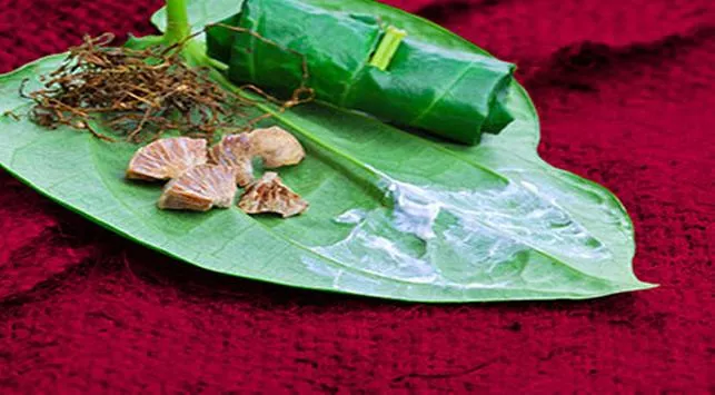 Essence dari Uap Kapur Sirih dan Sutra Toraja: Menjelajahi Benang Merah Tradisi dan Kesehatan